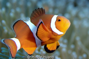 PRINCE
Clown anemonefish
Orchid Island Taiwan by Mickle Huang 